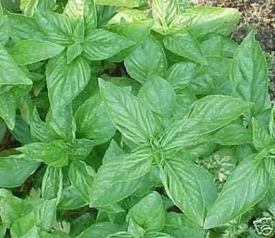 Basil Sweet Genovese Great Garden Herb by Seed Kingdom Bulk 1 Lb Seeds