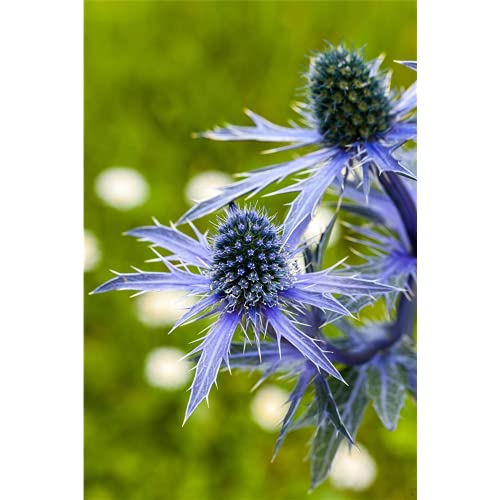 Preisvergleich Produktbild Eryngium planum - Flachblättriger Mannstreu - 9cm Topf