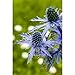 Produktbild Eryngium planum - Flachblättriger Mannstreu - 9cm Topf