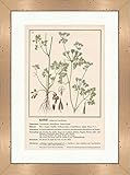 Biller Antik Kerbel Anthriscus Cerefolium - Cebo de jardín (133 unidades, enmarcado)