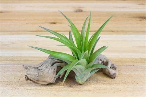 Mphmi Cousteau - Air Plant