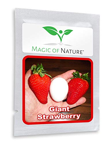 Giant Strawberry Seeds - ca. 100 pcs - Big Red Strawberry - Organic Seeds Garden