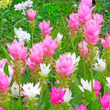 URBAN GARDENS® Curcuma Flower Or Siam Tulip lily bulbs(Pack of 3 hybrid bulbs, Pink and white) (B07B7B9ZD4) Amazon Price History, Amazon Price Tracker