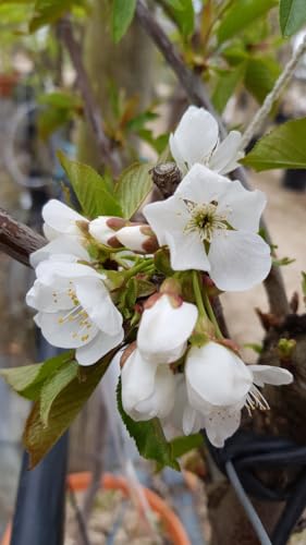 Prunus avium (De semis) / Merisier/Conteneur de 2 à 2.9 litres Profond/Fruitier/Arbre forestier