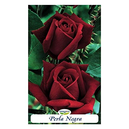 Rosal grandiflora color rojo granate - Perla Negra - en bolsa (en cepellón)