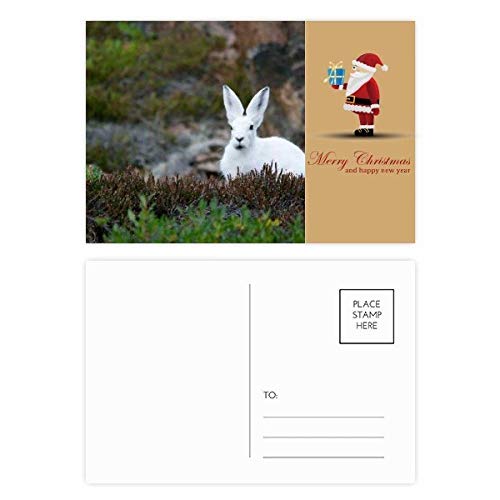 Cartes postales Père Noël lapins blancs pour votre décoration de table