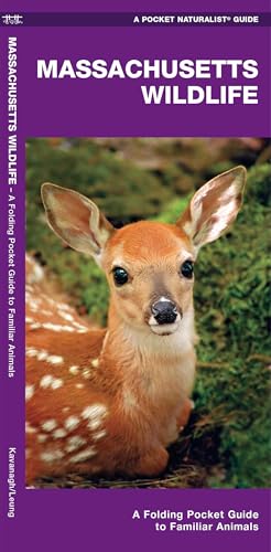 Massachusetts Wildlife (Nature Observation North America)