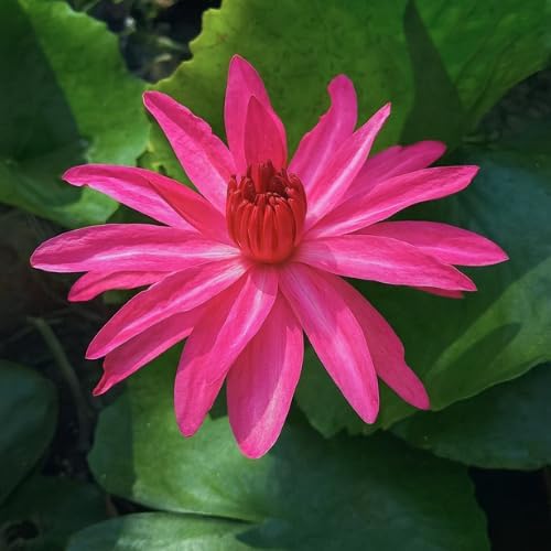 Easy Care Water Lily Bulb for Beginners | Easy Care, Beginner Friendly-image-27