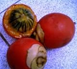 ~Foxtail Seeds~ Palm Tree Wodyetia bifurcata 50 Fine Seeds from Florida