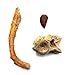 Dromaeosaur Raptor Dinosaur Tooth, Vertebra, & Fossil Bone #17602