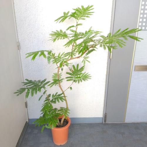 エバーフレッシュ 曲がり」の人気商品一覧 | 安い商品を通販サイトから