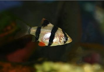 Amazon 熱帯魚 コイの仲間 スマトラ サイズ 2cm 30匹 増子水景 観賞魚 水中生物 通販