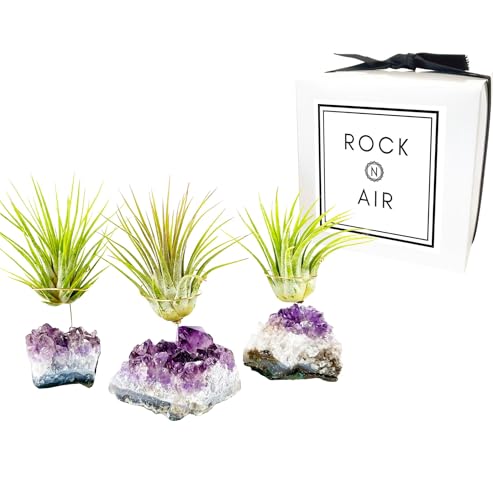 Set of 3 Mini Amethyst Crystal Air Plant Holders – Includes Healthy Tillandsia, Ready-to-Gift Home Décor for Women, Birthdays and Housewarming
