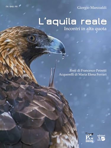 Aquila reale. Incontri in alta quot