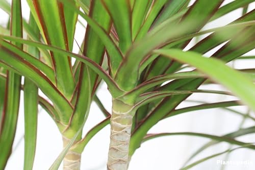 Dragon Tree Dracaena Marginata Indoor Plant