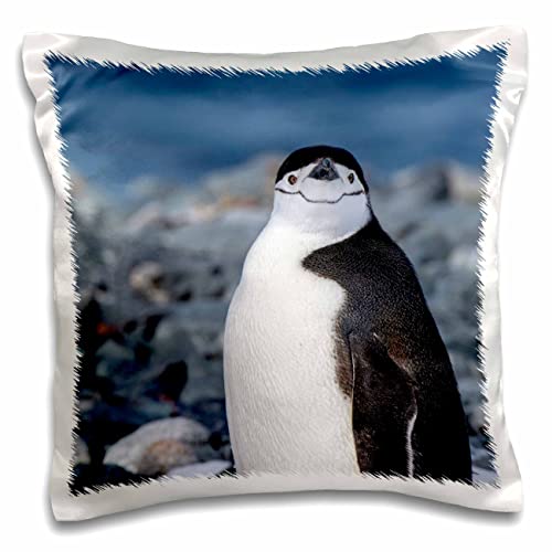 3dRose Danita Delimont South Shetland Islands. Half Moon Bay. Chinstrap Penguin on Beach (pc-343189-1) Pillow Case, White