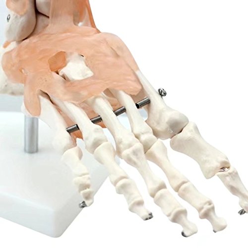 BoNew-Oral Life Size Foot Joint with Ligaments Anatomical Skeleton Model - Medical Anatomy