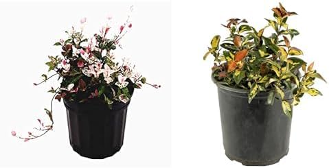 American Plant Exchange Jasmine 6-Inch Pots – 2 Pack of Premium Varieties, 'Snow N Summer' & 'Summer Sunset', Live Ornamental Plants for Garden, Patio, Landscape, Indoor Outdoor Décor, Easy Care Vine