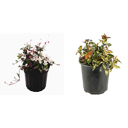 American Plant Exchange Jasmine 6-Inch Pots – 2 Pack of