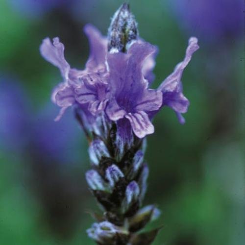 Lavender Seeds - multifida Blue Wonder