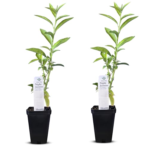Night Blooming Jasmine Live Plant - Cestrum Nocturnum. Fragrant Flowering Shrub for Garden Patio or Window (2 ngt.jas Cups)