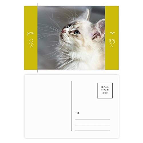 Cartes postales chat blanc mignon lot de 20 cartes de remerciement animal