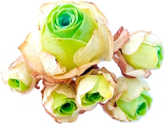 One Greenovia Mix Cluster, Mountain Rose with Multiple Rosette Heads, Live Exotic SucculentPlant - Sold Individually (Small)