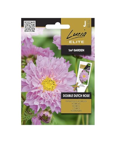 Lucia Elite | Semillas de margarita ornamental - DOUBLE DUTCH ROSE | Semillas de flores | Semillas de plantas | Semillas de jardín | Flores anuales de 120 cm de altura, fáciles de cuidar |1 paquete