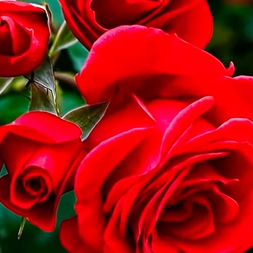 『アファメーションを効果的に』のカバーアート