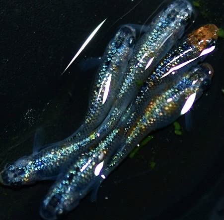 めだか生体 ユリシスメダカ めだか 若魚〜成魚 2ペア 沖縄ストア メダカ生体 ラメメダカ めだかラメ ユリシスめだか