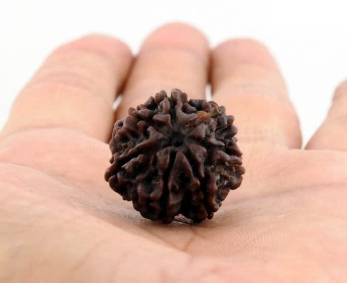 NEXG 7 Mukhi Rudraksha Nepal Original Certified Natural 7 Face Rudraksha Satmukhi Rudraksha Seven Face Rudraksha Pendant Silver Pure Saptmukhi Rudraksha Saat Mukhi Rudraksha For Wearing Purpose सात मुखी रुद्राक्ष (B0C6PRGWD6) Amazon Price History, Amazon Price Tracker
