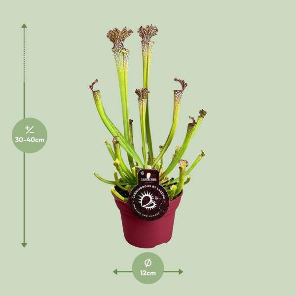 Pianta carnivora – Sarracenia Farnhamii – Ø 12 cm – 40 cm – Pianta tubolare esotica per interni – Pianta carnivore facile da pulire