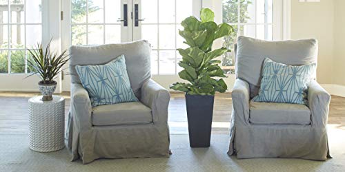 Costa Farms Live Ficus Lyrata, Fiddle-Leaf Fig, Indoor Tree, 3-Feet Tall, Ships in Grower Pot, Fresh From Our Farm