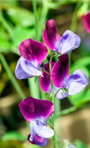 MAELSA® GRAINES EN SACHET POUR POTAGER ET JARDIN - FLEURS - SEMENCES DE FLEURS DIVERS VARIETES AU CHOIX (POIS DE SENTEUR)