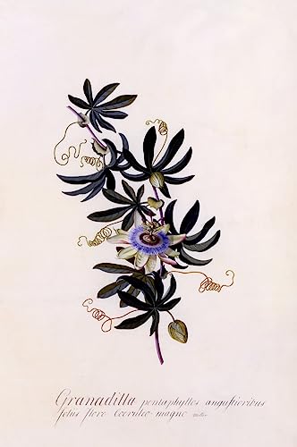 Tableau Passiflora Granadilla Georg Dionysius Ehret poster art mural chambre 60x90