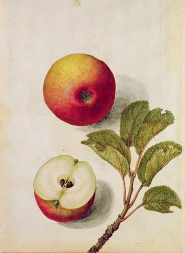 Póster de Pyrus Malus por Jacques Le Moyne impresión de paisaje 60x90cm para pared