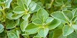 Plectranthus Neochilus Plant Leaf 10 Leaves, Lobster Bush Foliage Meprobamato Cubano by Exotic-Succulent-Collection