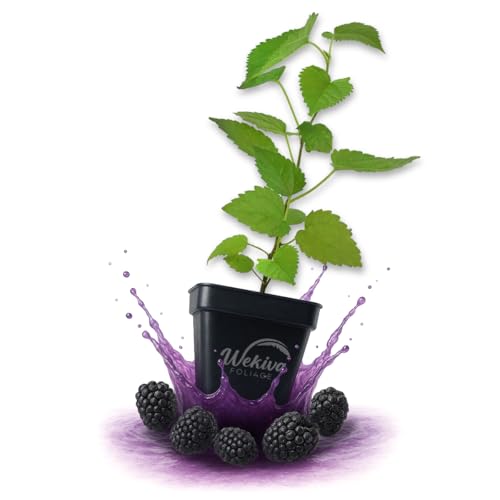 Dwarf Everbearing Mulberry Tree - 1 Live Plant in a 3 Inch Growers Pot - Morus - Edible Fruit Bearing Tree for The Patio and Garden