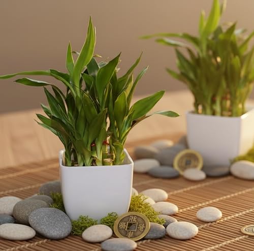 Image of Sugram Lucky Bamboo Feng Shui Plant - 2-Layer with White 3 inch Square Pot for Home, Office, Desk & Table Decor - Easy to Maintain