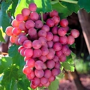 Image of Seedless Sweet Red Grapes Fruit Air Layered Angoor plant pack of 1 with plastic pot|| For Home Garden Outdoor & Indoor