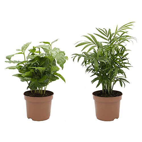 Palmera de Interior Chamaedorea Elegans y Planta del Café Coffea Arabica