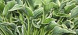 Praying Hands Hosta - Healthy 4