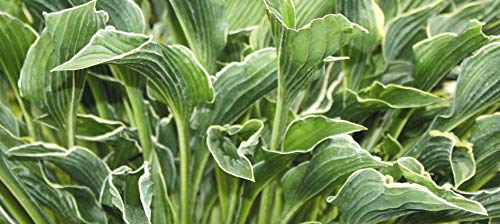 Praying Hands Hosta - Healthy 4 Praying Hands Hosta - Healthy 4