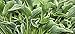Praying Hands Hosta - Healthy 4" Potted Plant - Perennial - Flower - Garden - Border - Each 1 By Growers Solution