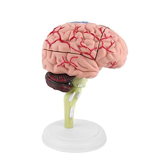 Disassembled Human Brain Model Structural Anatomy Medical Teaching Learning Tool