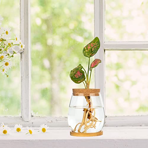 Desktop Glass Plants Terrariums Propagation Station Hydroponic Plants Planter Container Clear Flower Vase with Wood Lid and Bamboo Stand Table Office Kitchen Countertop Window Decorations Gifts - Image 3