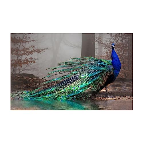 Toile bleu paon élégante 35x50cm sans cadre affiche animal nature pour décoration salon