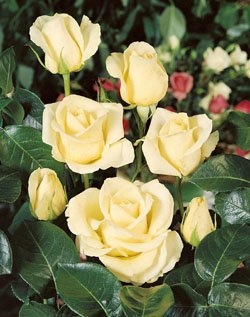 'Elina' -R-, Edelrose im 4 L Container Cover