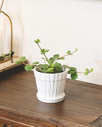 Peperomia Hope (4" Grower Pot) - Live, Easy To Care, Easy To Grow, Indoor Air Purifier, Perfect For Low To Moderate Light Condition #TOP3