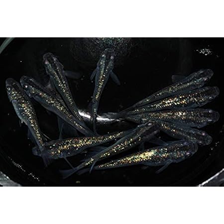 Amazon めだか 黒ラメ幹之 ３ペア 秋めだか 観賞魚 水中生物 通販